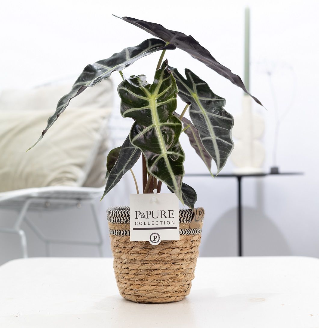Alocasia amazonica 40cm 12cm Pot
