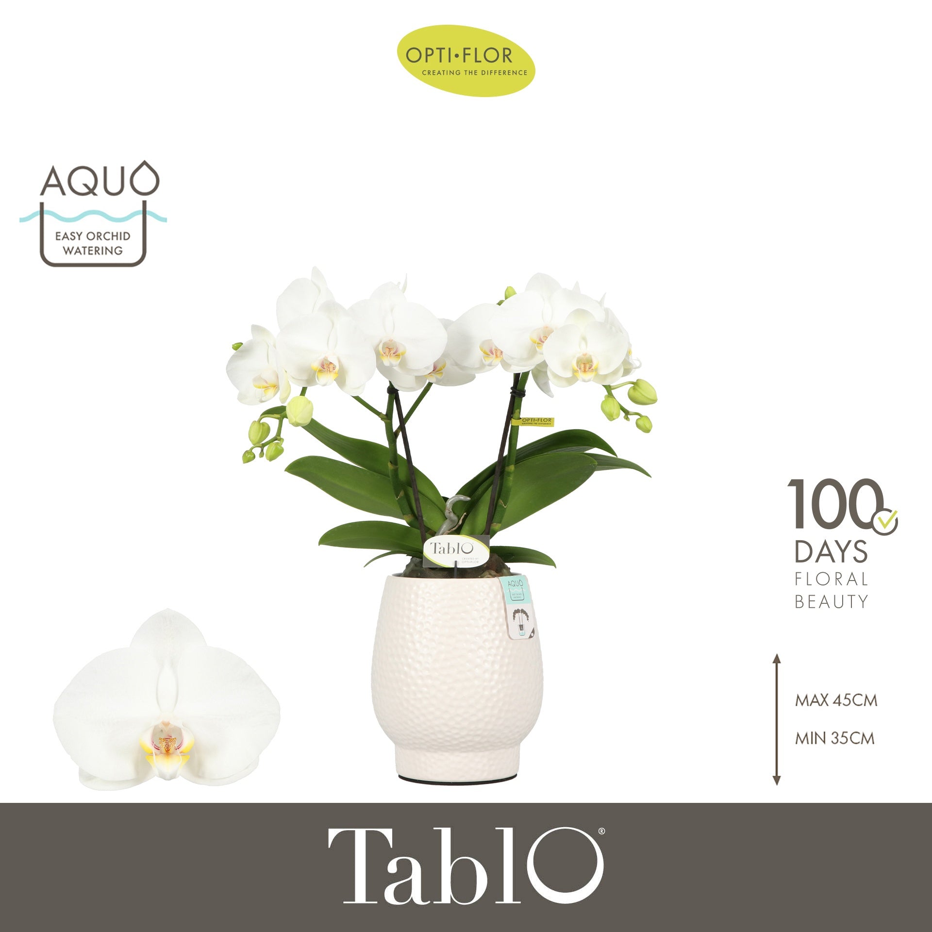 Phalaenopsis white 40cm 12cm Pot