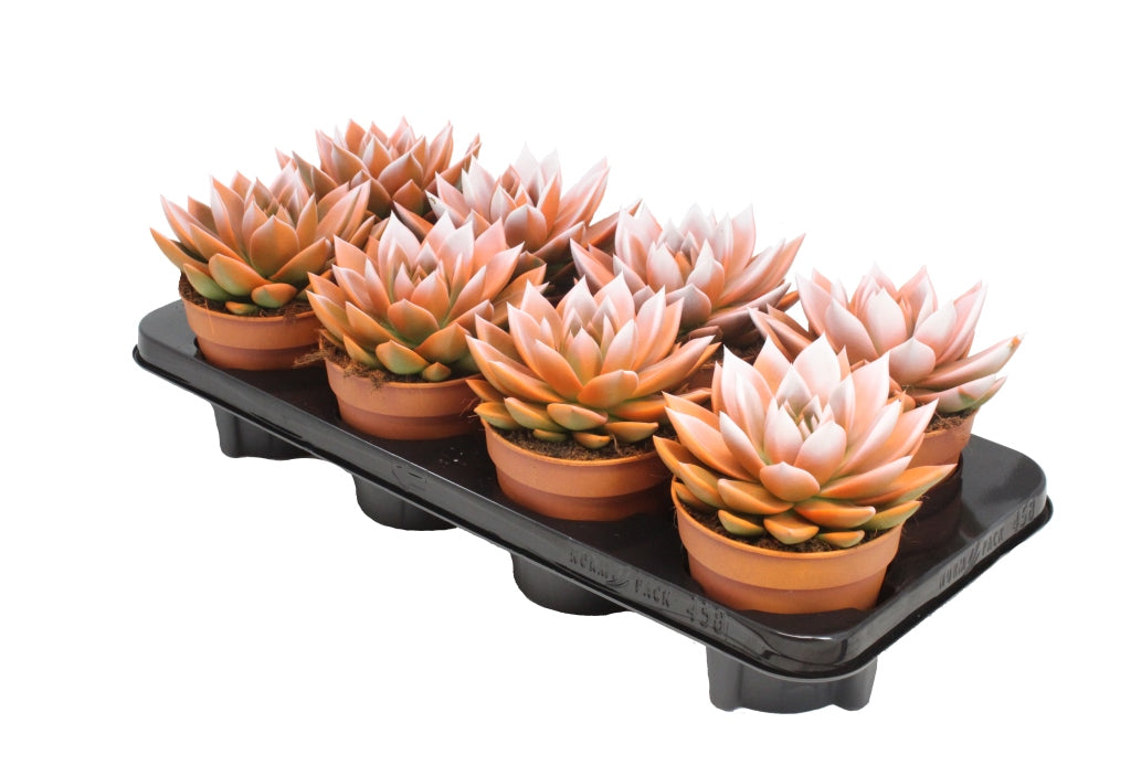 Echeveria Miranda 15cm 12cm Pot