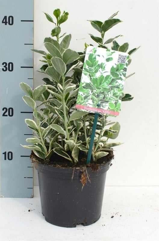 Roessel Tuinpl. VOF, B. v. Euonymus Kathy Pack of 6