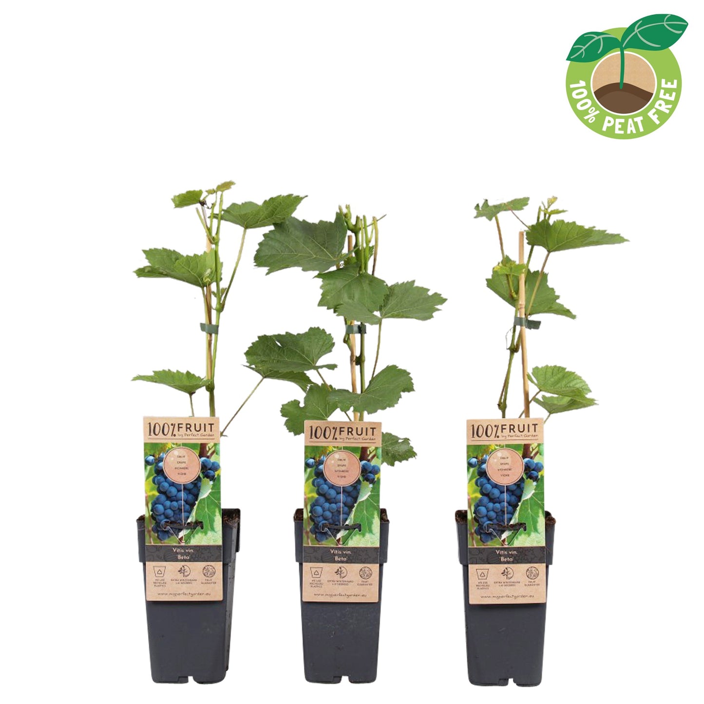 Streng Growers B.V. Vitis vinifera Beta Pack of 10