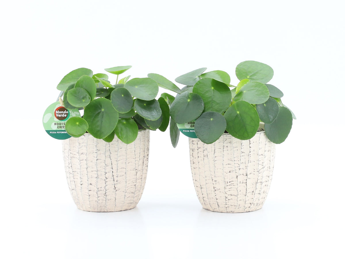 Pilea peperomioides 25cm 13cm Pot