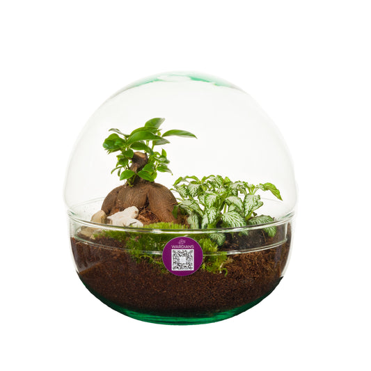 arr. Terrarium 19cm 19cm Pot