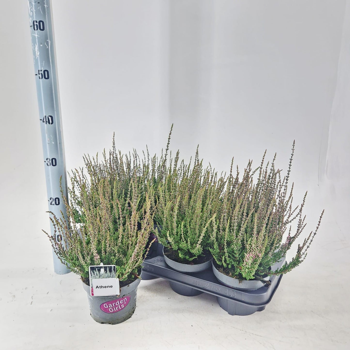 Calluna Garden Girls Athene 30cm 13cm Pot