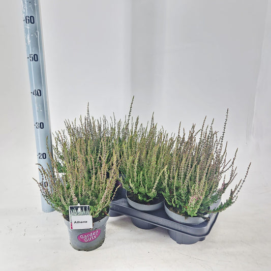 Calluna Garden Girls Athene 30cm 13cm Pot