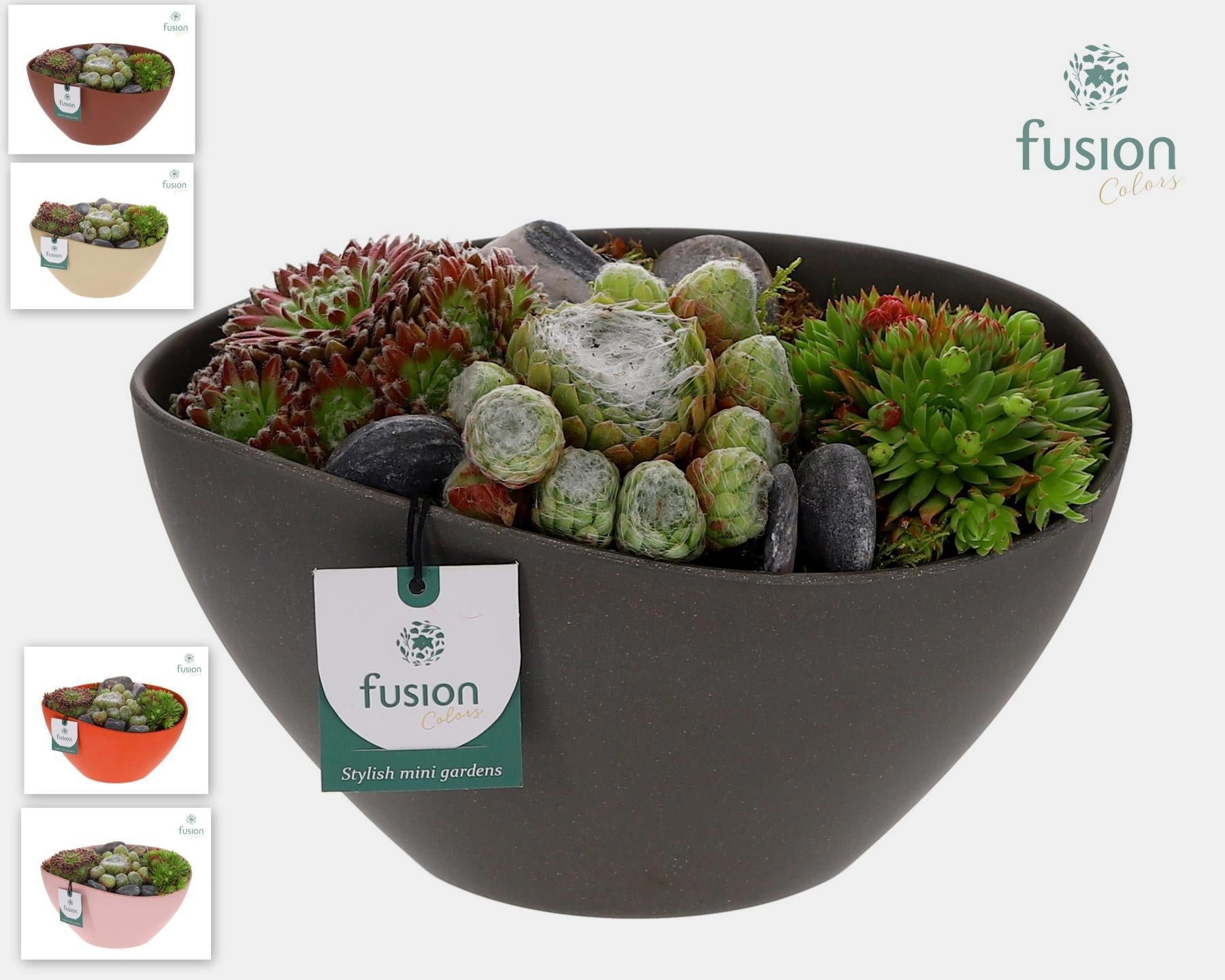 Sempervivum arrangement 15cm 24cm Pot