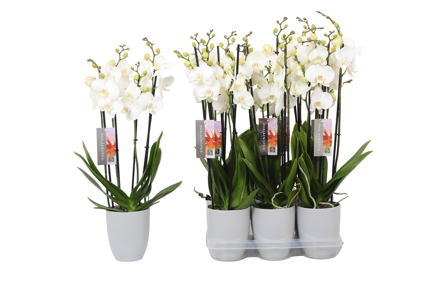 Phalaenopsis white (+ drp.ceramic) 60cm 12cm Pot