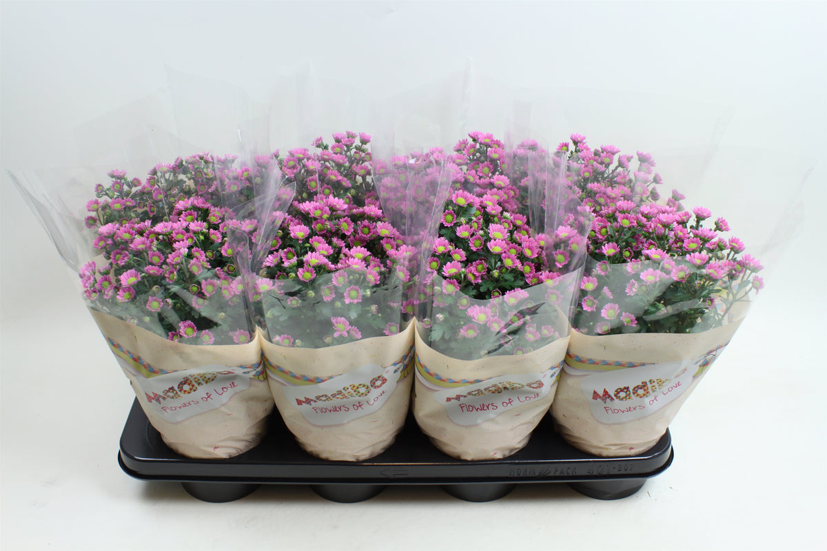 Chrysanthemum Madiba Tanga pink 27cm 14cm Pot