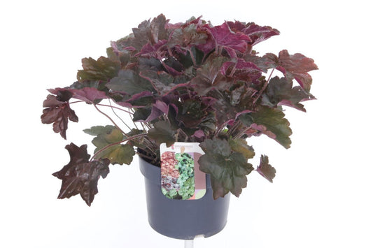 Heuchera Palace Purple 40cm 17cm Pot