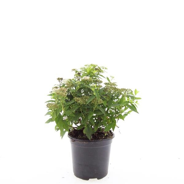 Boer, W.T.M. de Spiraea japonica Albiflora Pack of 8