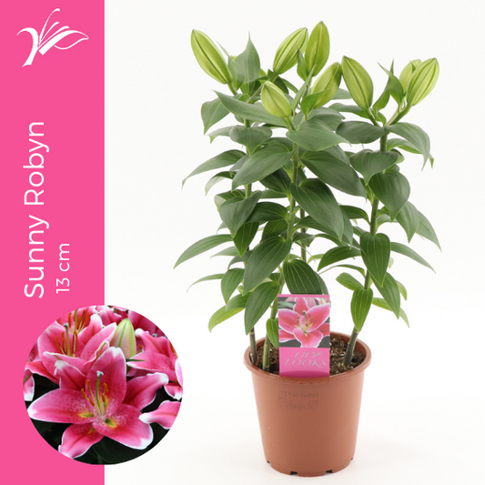 Lilium Sunny Robyn 40cm 13cm Pot