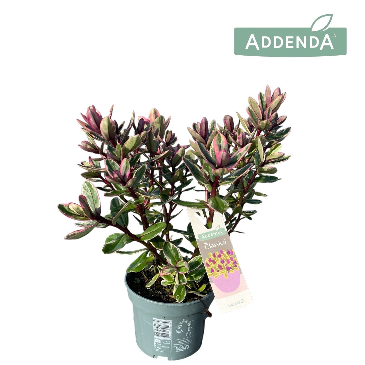 Hebe Tricolor 30cm 12cm Pot