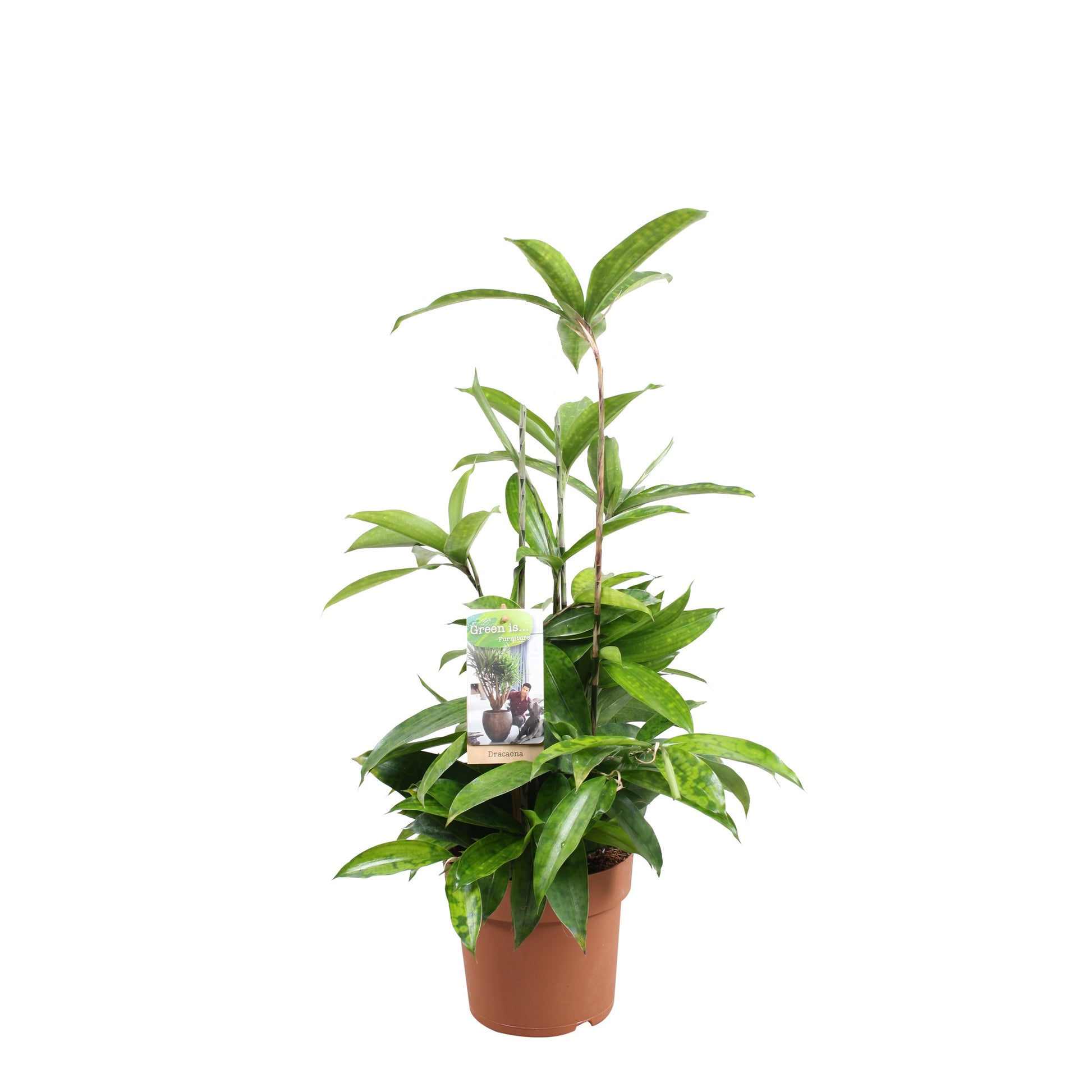 Vireo-Hedera plant BV Dracaena surculosa Pack of 6