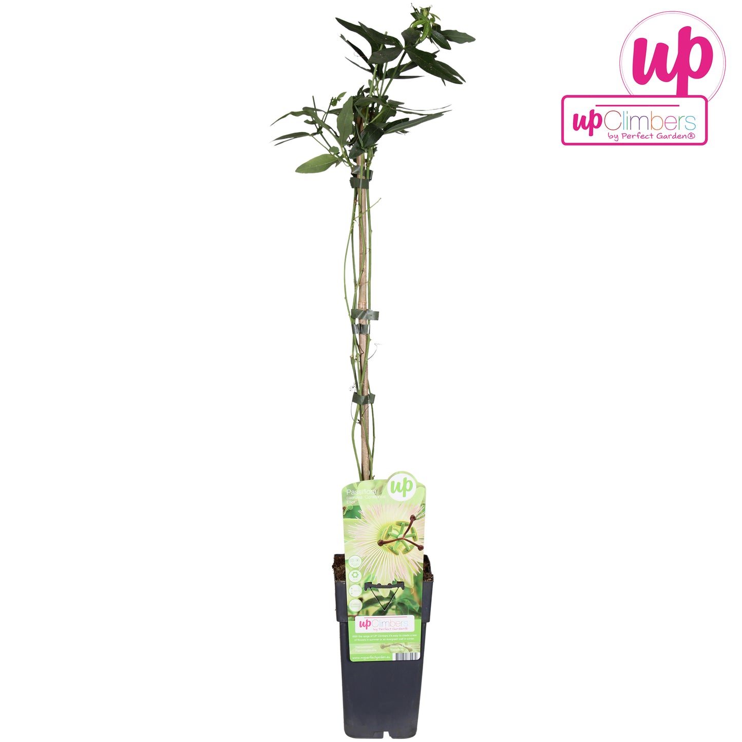 Passiflora Constance Elliot 65cm 15cm Pot
