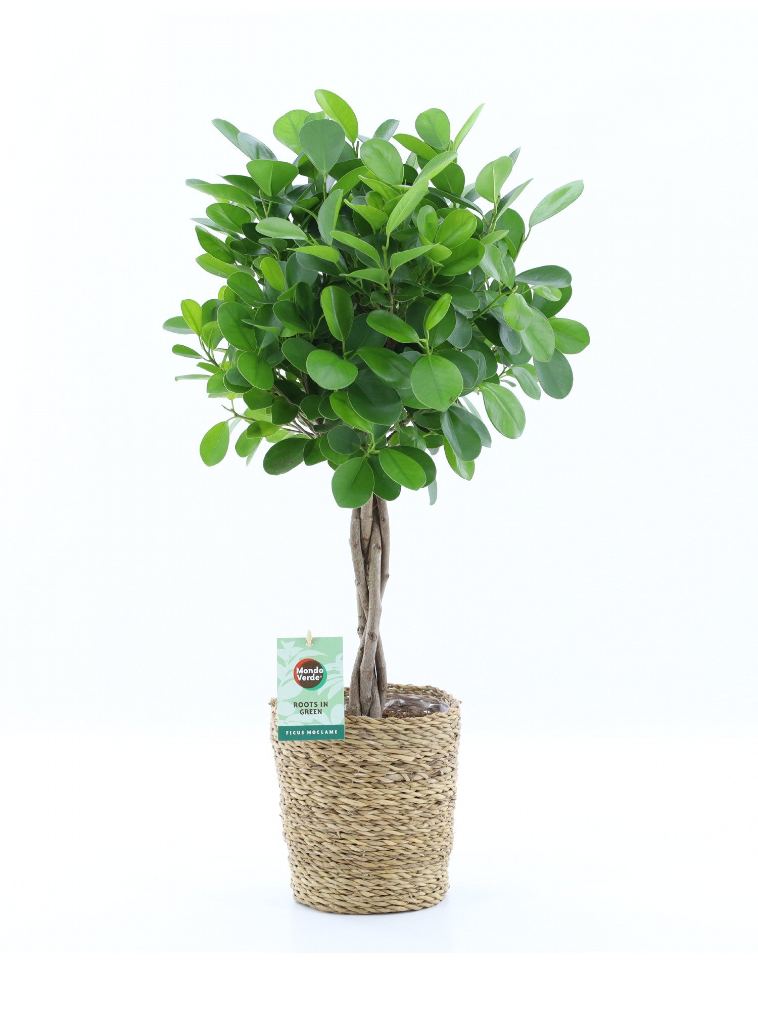 Ficus micr. Moclame 70cm 19cm Pot