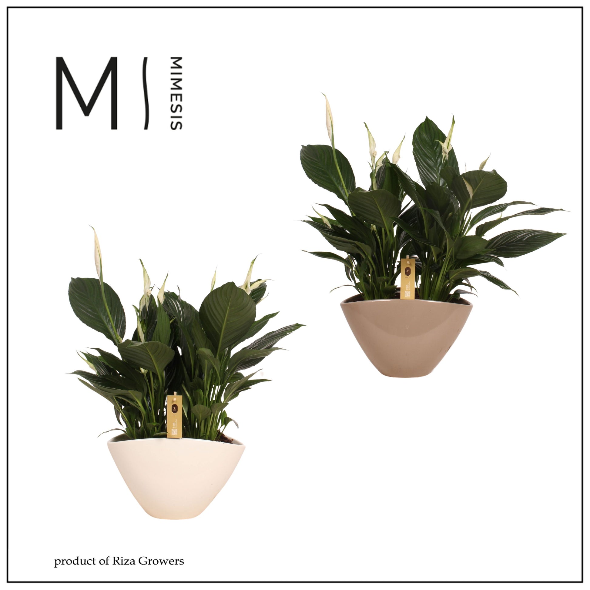 Spathiphyllum Pico Cupido 55cm 21cm Pot