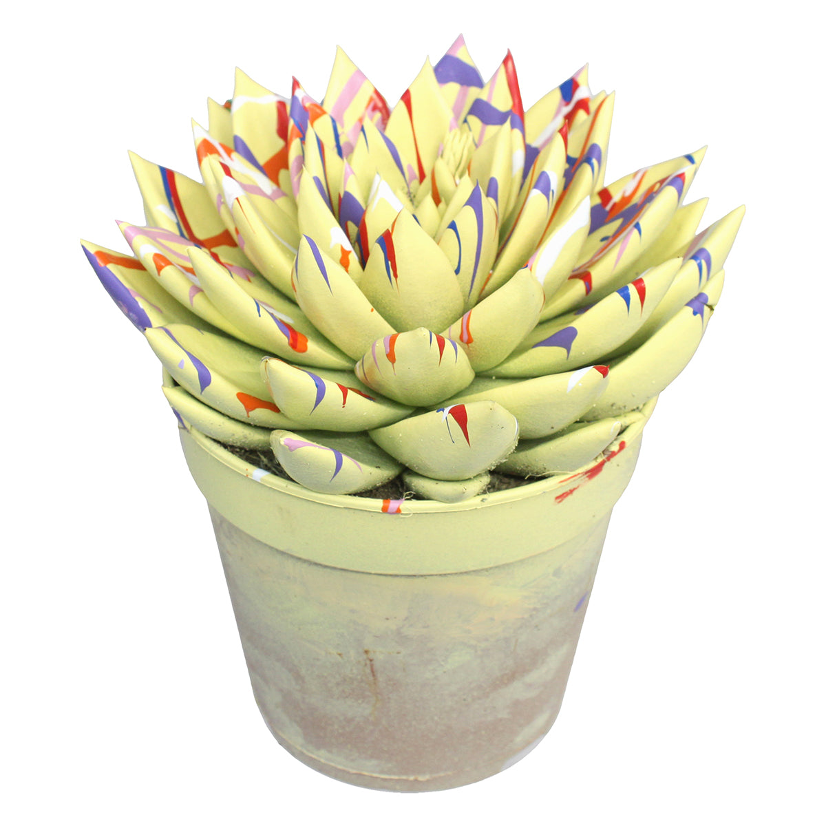 Echeveria colored Splash pastel yellow 15cm 12cm Pot