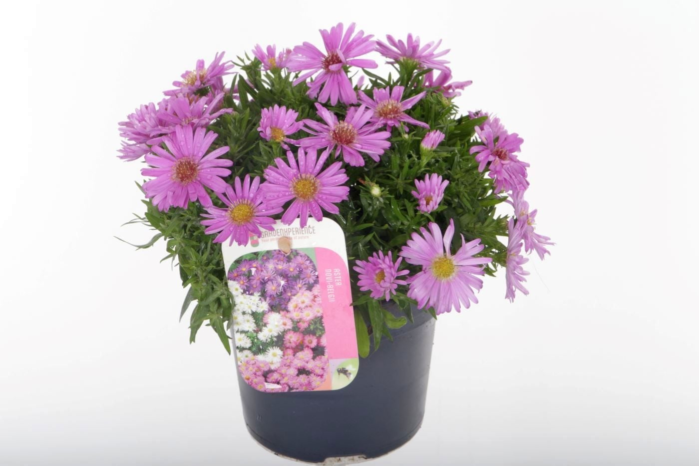 Aster nb. Magic Pink 25cm 13cm Pot