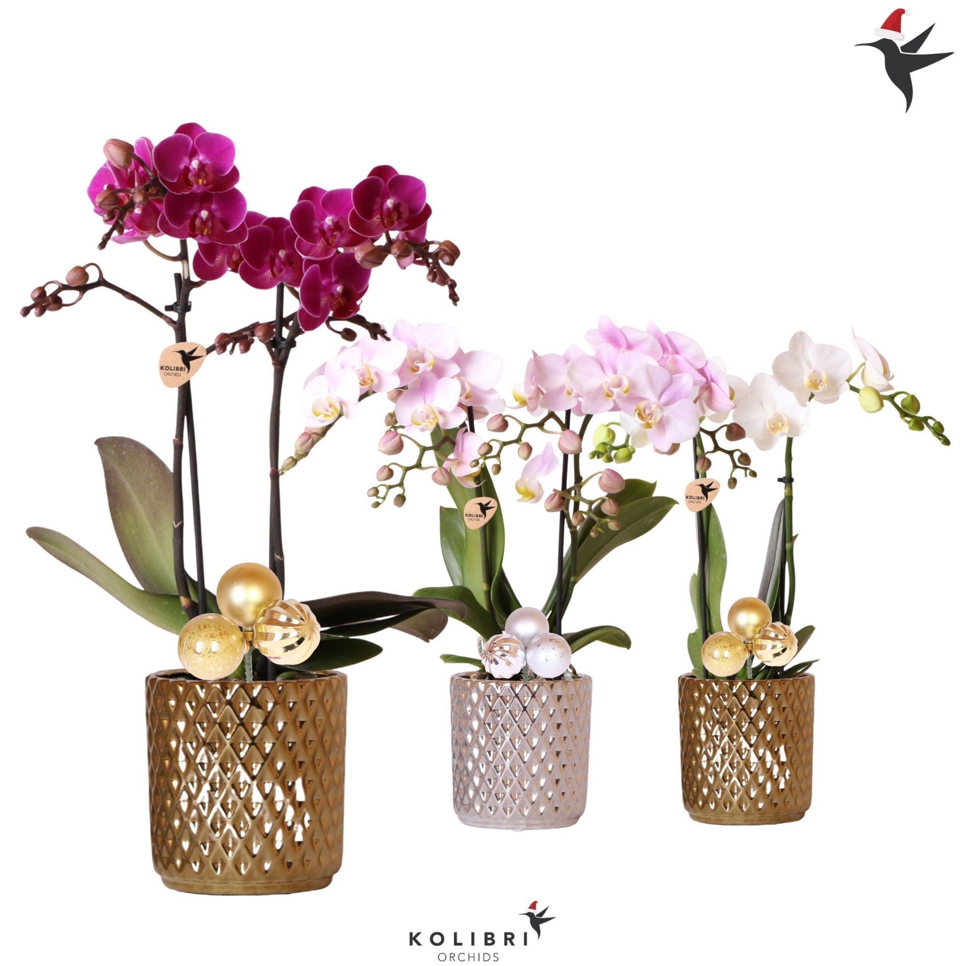 Kolibri Orchids Phalaenopsis Mineral mix 2 spike in Diamond pot mix with christmas balls 40cm 9cm Pot