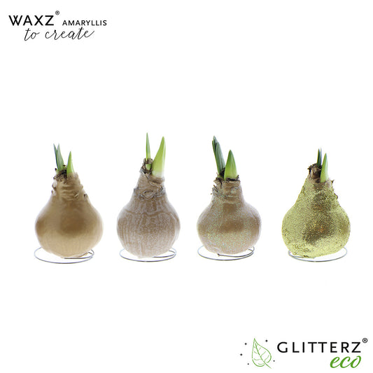 Hippeastrum Waxz to Create Gold 15cm 998cm Pot