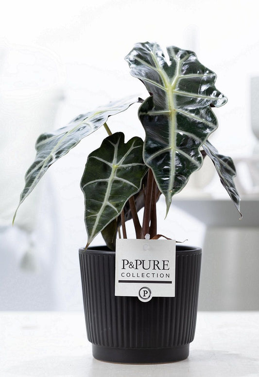 Alocasia amazonica 40cm 12cm Pot