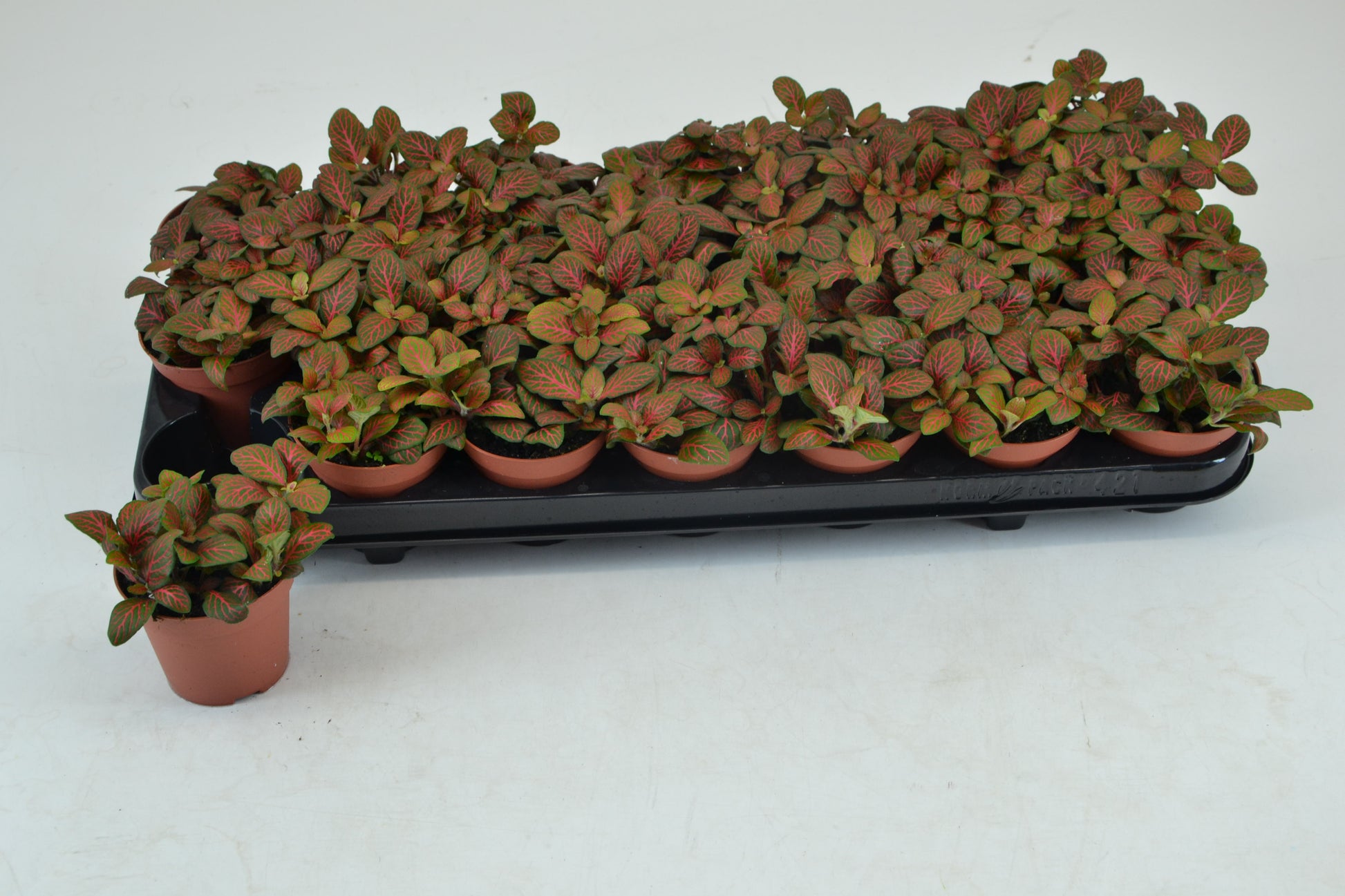 Fittonia Joly Josan 12cm Special Pot (508)