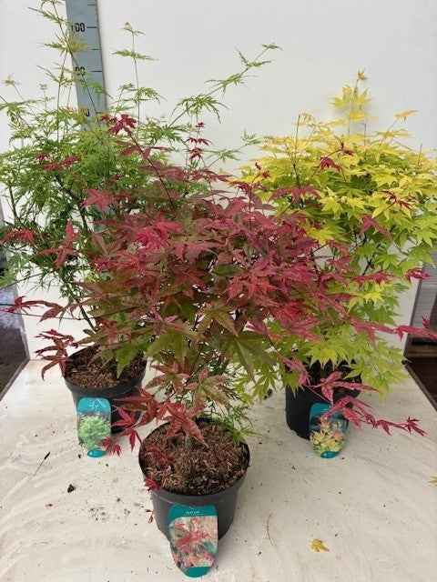Acer palmatum mix 80cm 23cm Pot