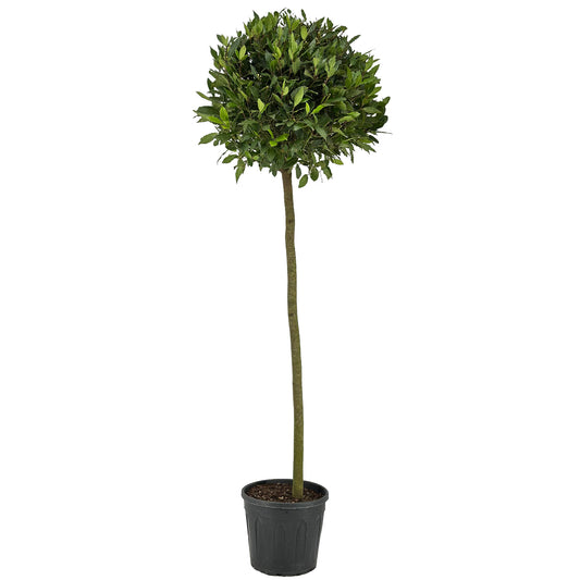 Laurus nobilis 200cm 30cm Pot