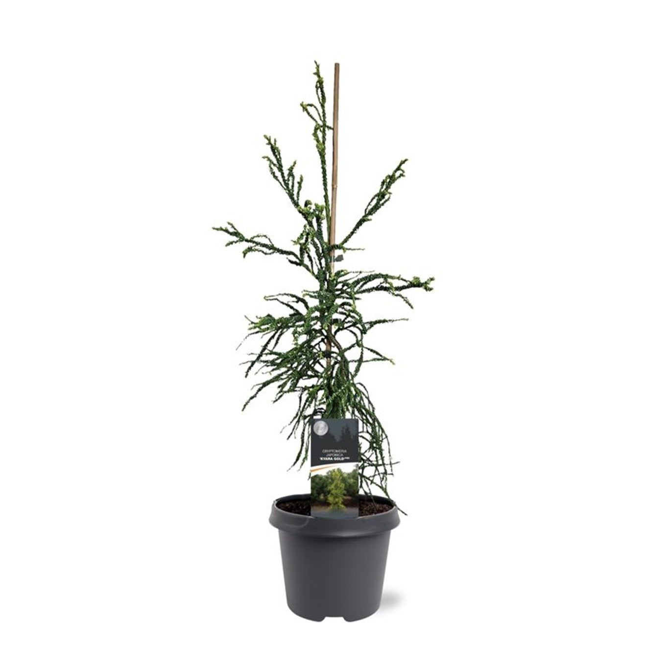 Cryptomeria japonica mix 75cm 23cm Pot