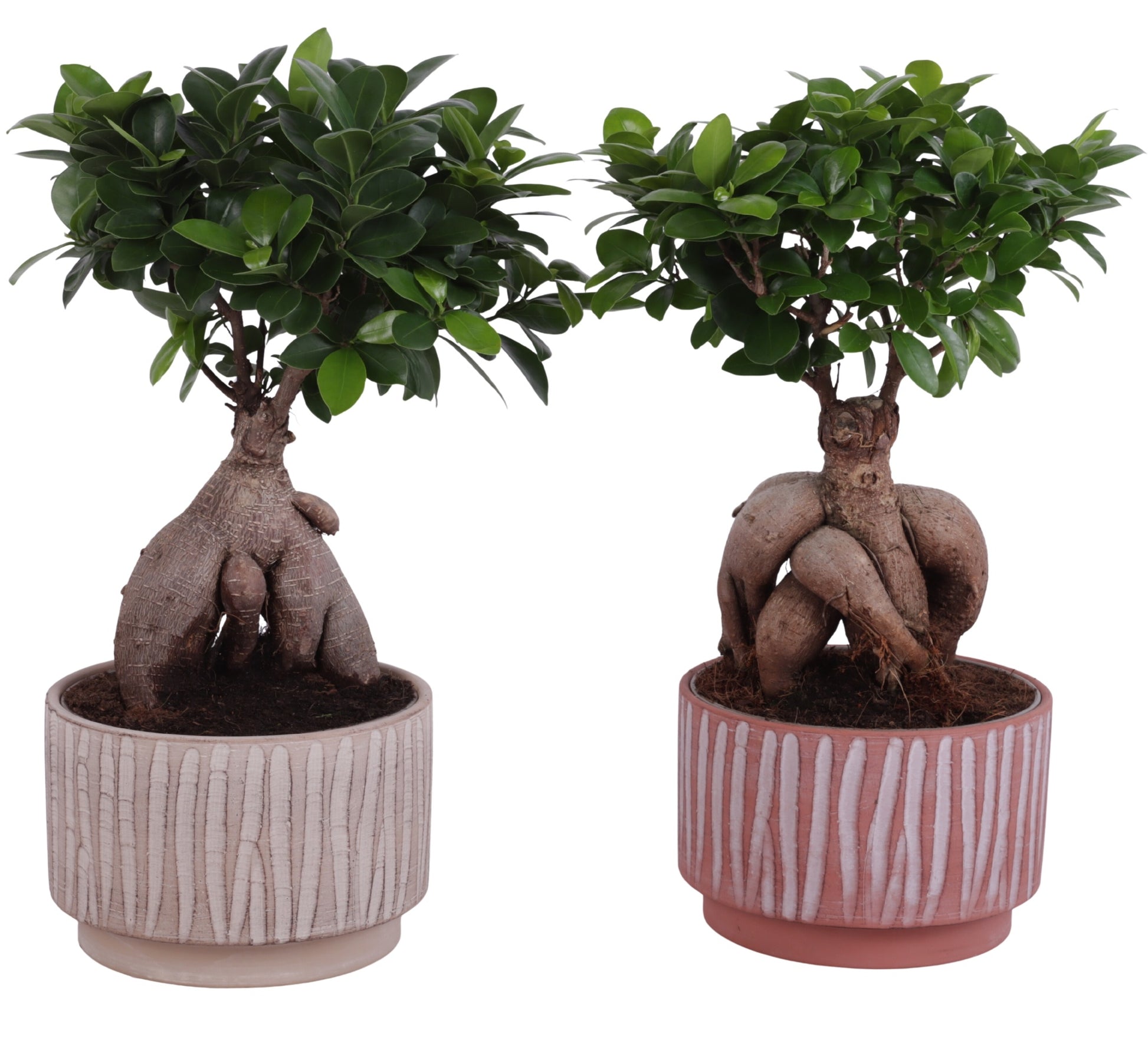 Ficus Ginseng 45cm 20cm Pot