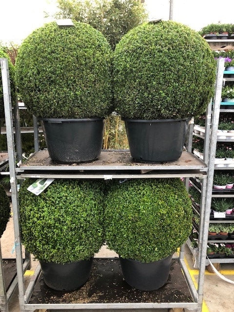 Buxus sempervirens ball 110cm 50cm Pot
