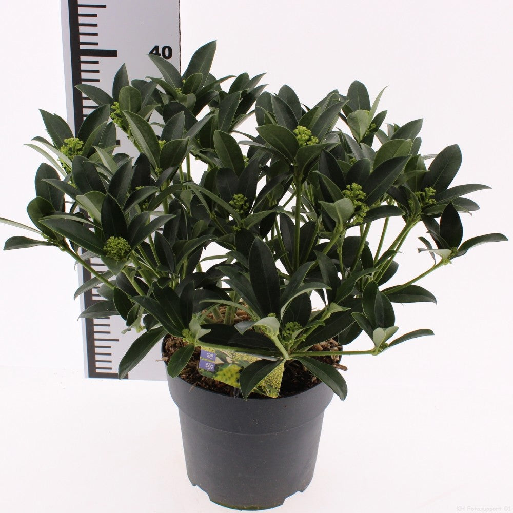 Snepvangers Tuinplanten Skimmia japonica White Globe Pack of 1