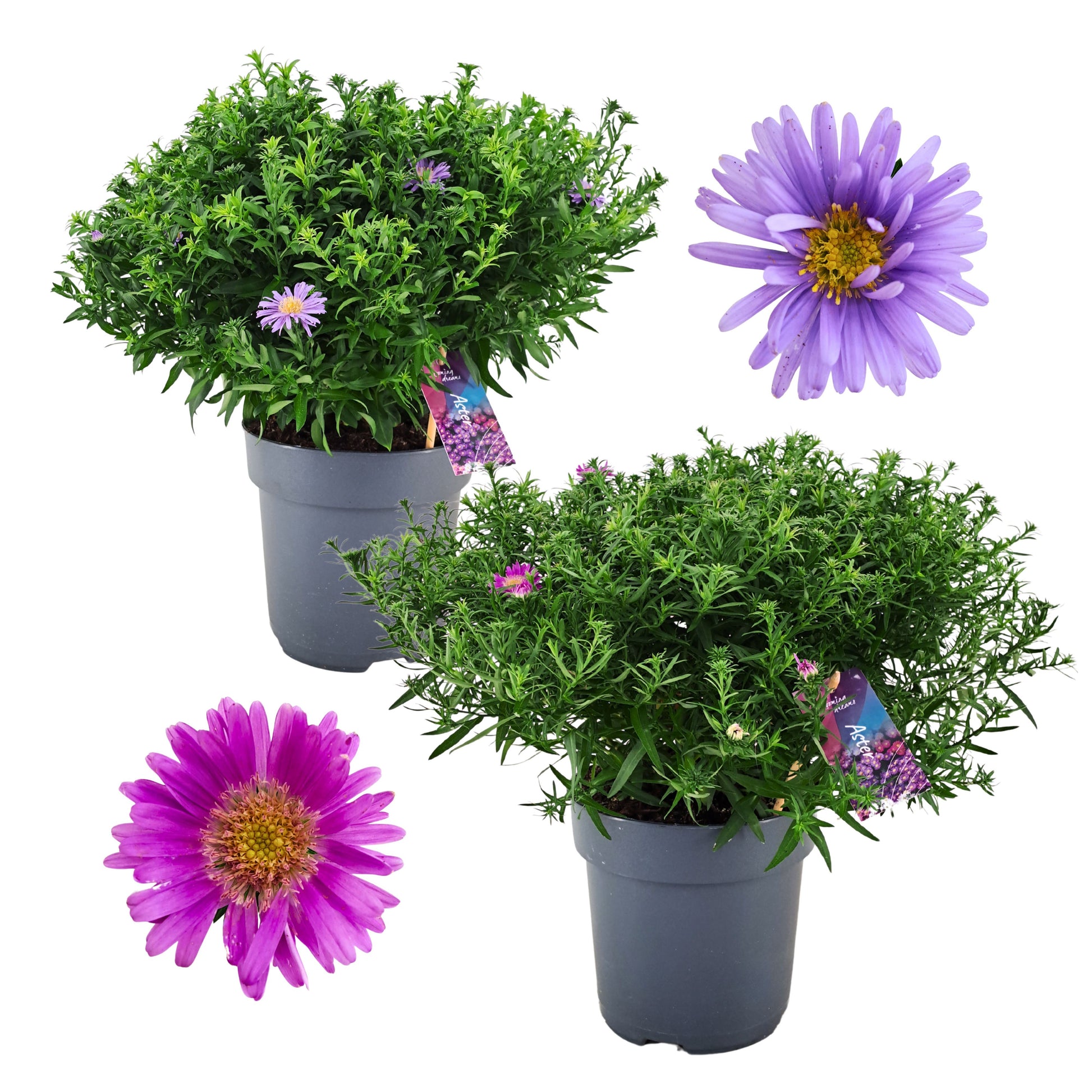 AltaNova Aster mix Pack of 4
