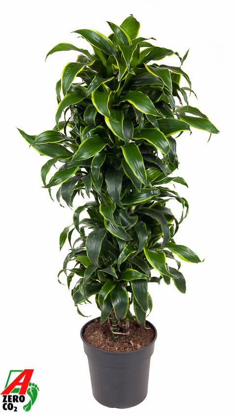 Dracaena fragrans Dorado 150cm 31cm Pot