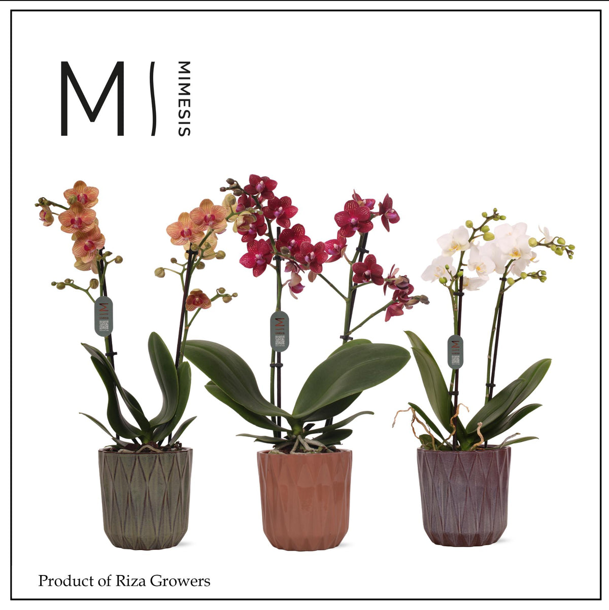 Phalaenopsis mix 50cm 12cm Pot