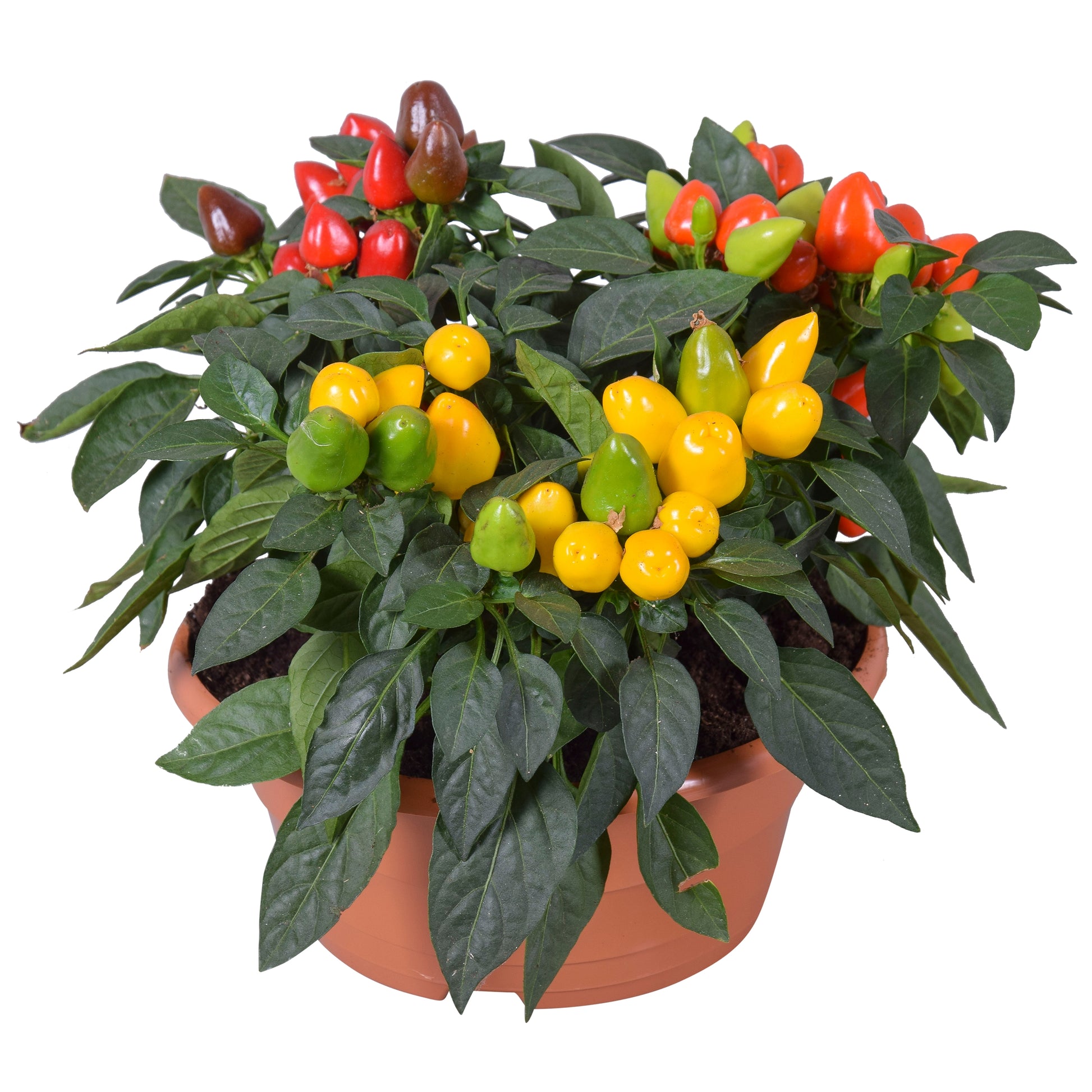 Capsicum ann. Samba mix 30cm 23cm Pot