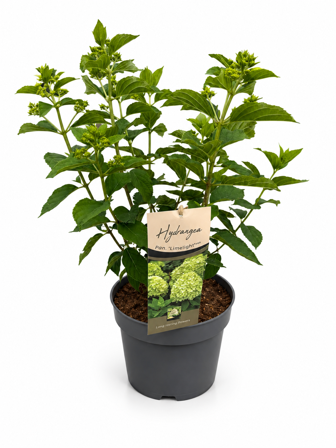 Hydrangea paniculata Limelight 80cm 26cm Pot