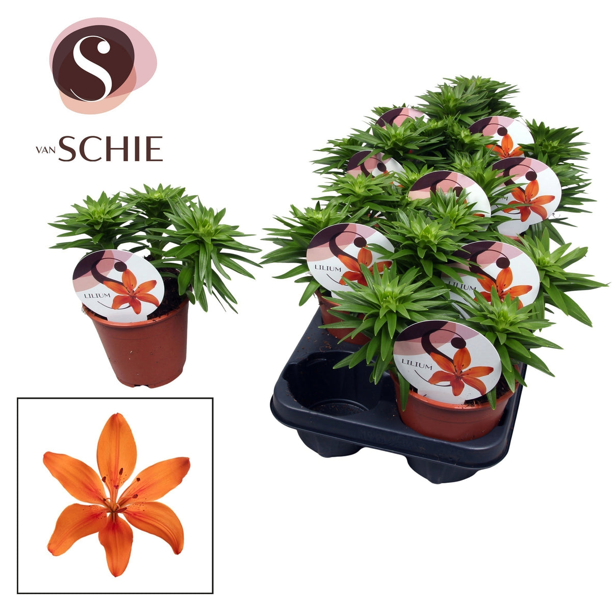 Lilium garden mix 20cm 13cm Pot