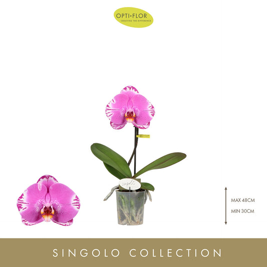 Phalaenopsis singolo Victorio 40cm 9cm Pot