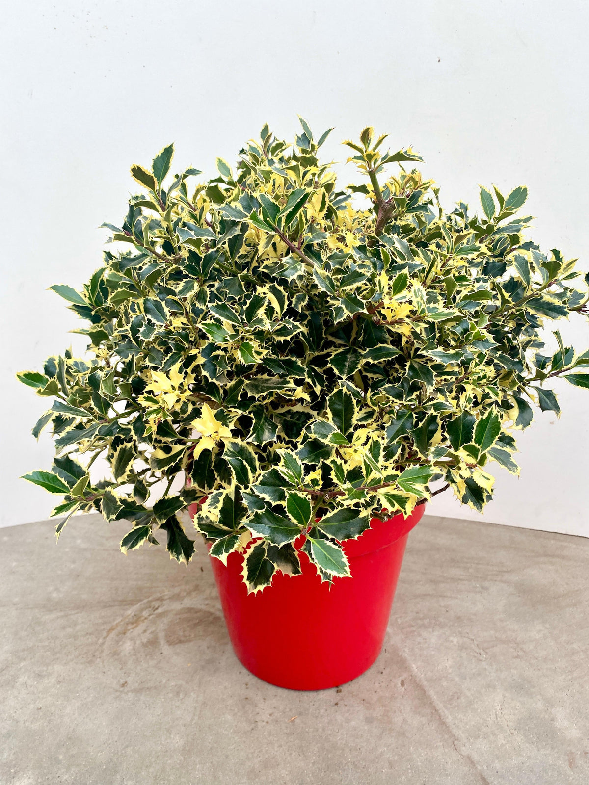 Ilex Argentea Marginata 75cm 30cm Pot