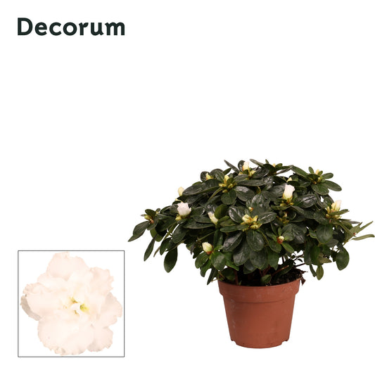 Rhododendron Vogel white 30cm 14cm Pot