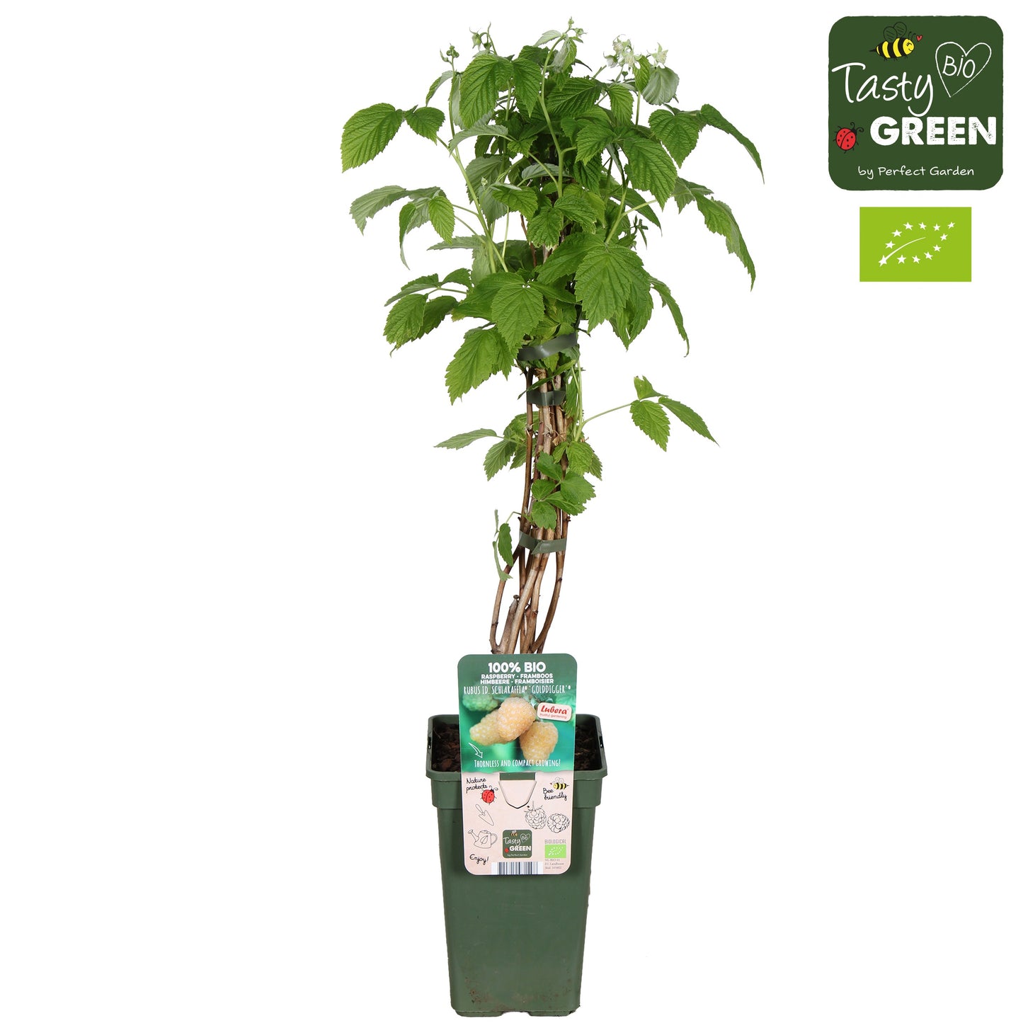 Rubus idaeus (Raspberry) 55cm 19cm Pot