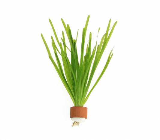 Vallisneria asiatica 5cm 2cm Pot