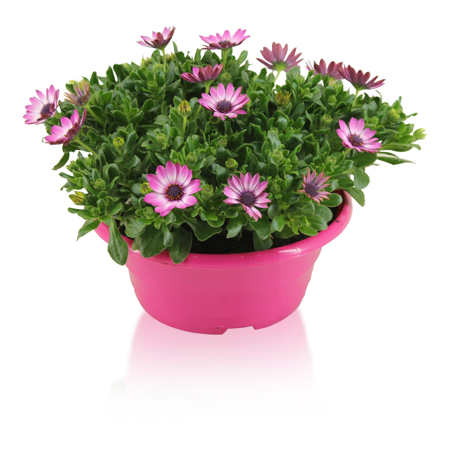 Osteospermum Margarita Pink Flare 27cm 23cm Pot