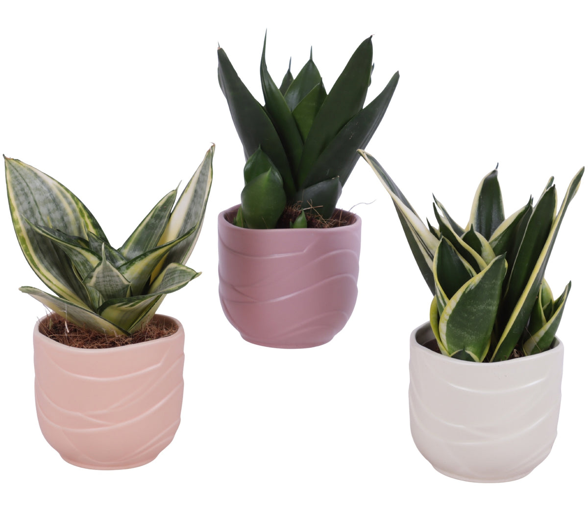 Sansevieria trifasciata 25cm 10cm Pot
