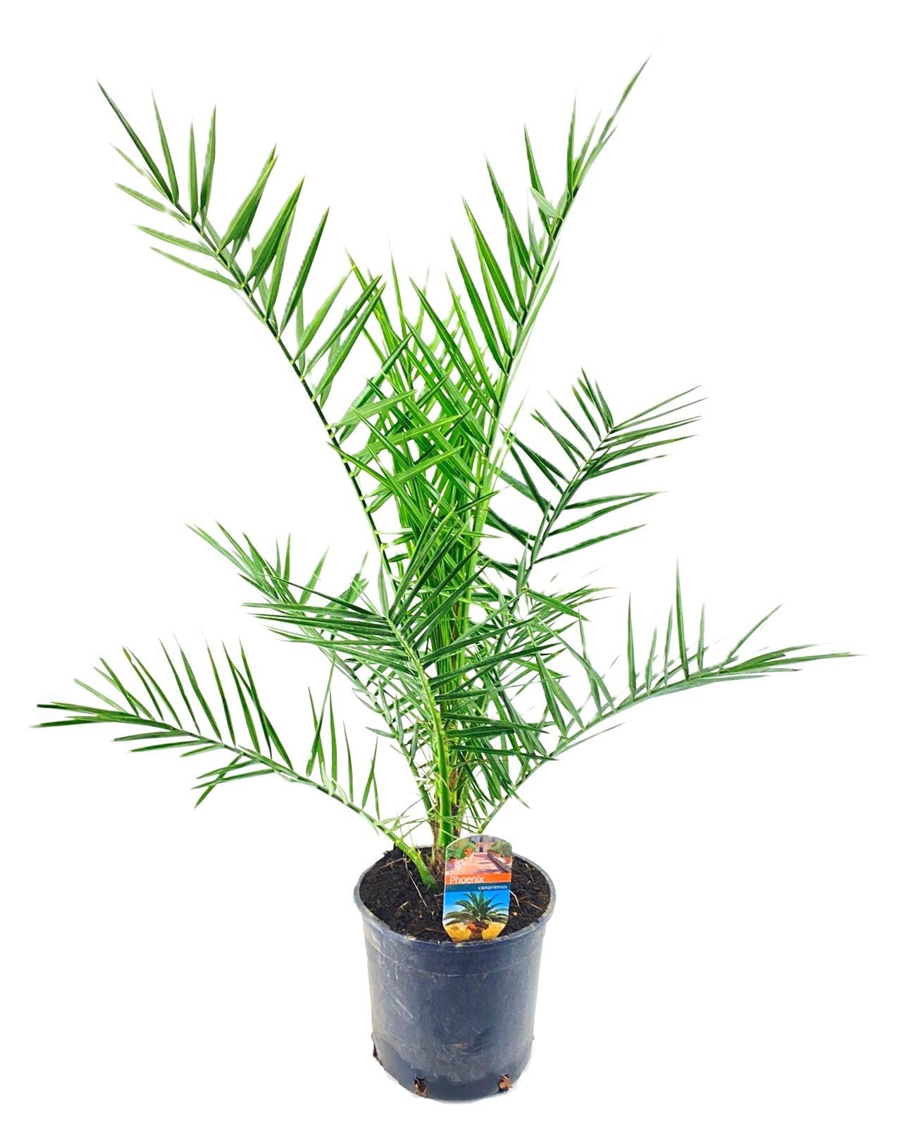 Luiten Kwekerij BV Phoenix canariensis Pack of 4