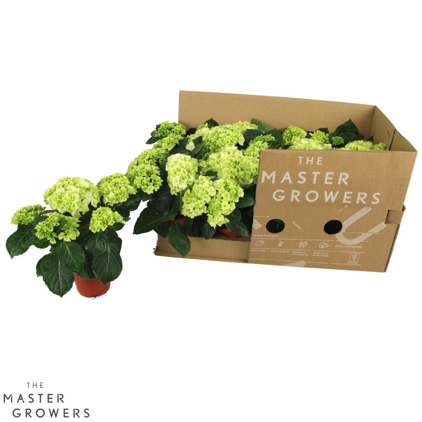 Hydrangea macrophylla Wudu 22cm 10cm Pot