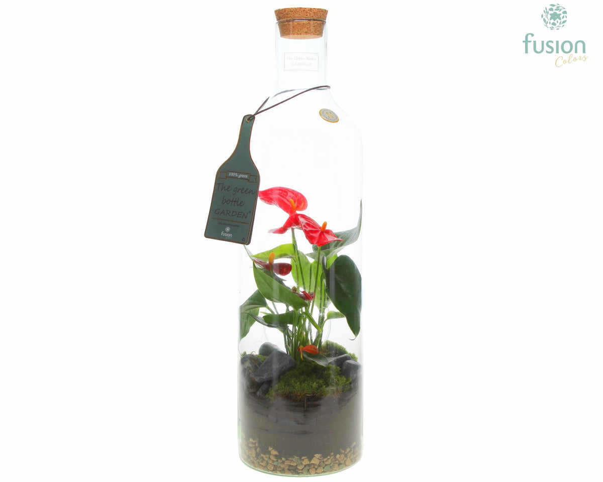 Green Bottle Fles Large met Anthurium 55cm 15cm Pot