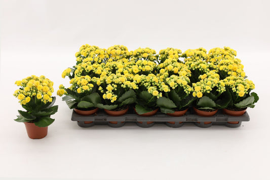Kalanchoe Nolin Yellow 15cm 8cm Pot
