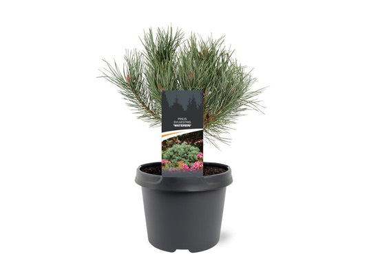 Pinus sylvestris Watereri 30cm 19cm Pot